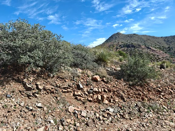 a view of a field with a tree