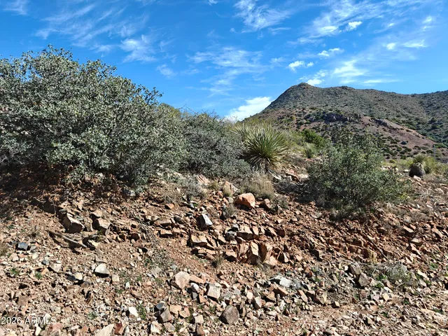 a view of a field with a tree