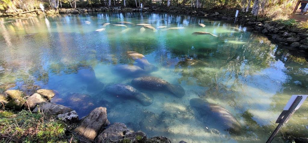3929 North Sagomon Point Crystal River, FL 34428 - Photo 57 of 58 a view of a lake from a yard