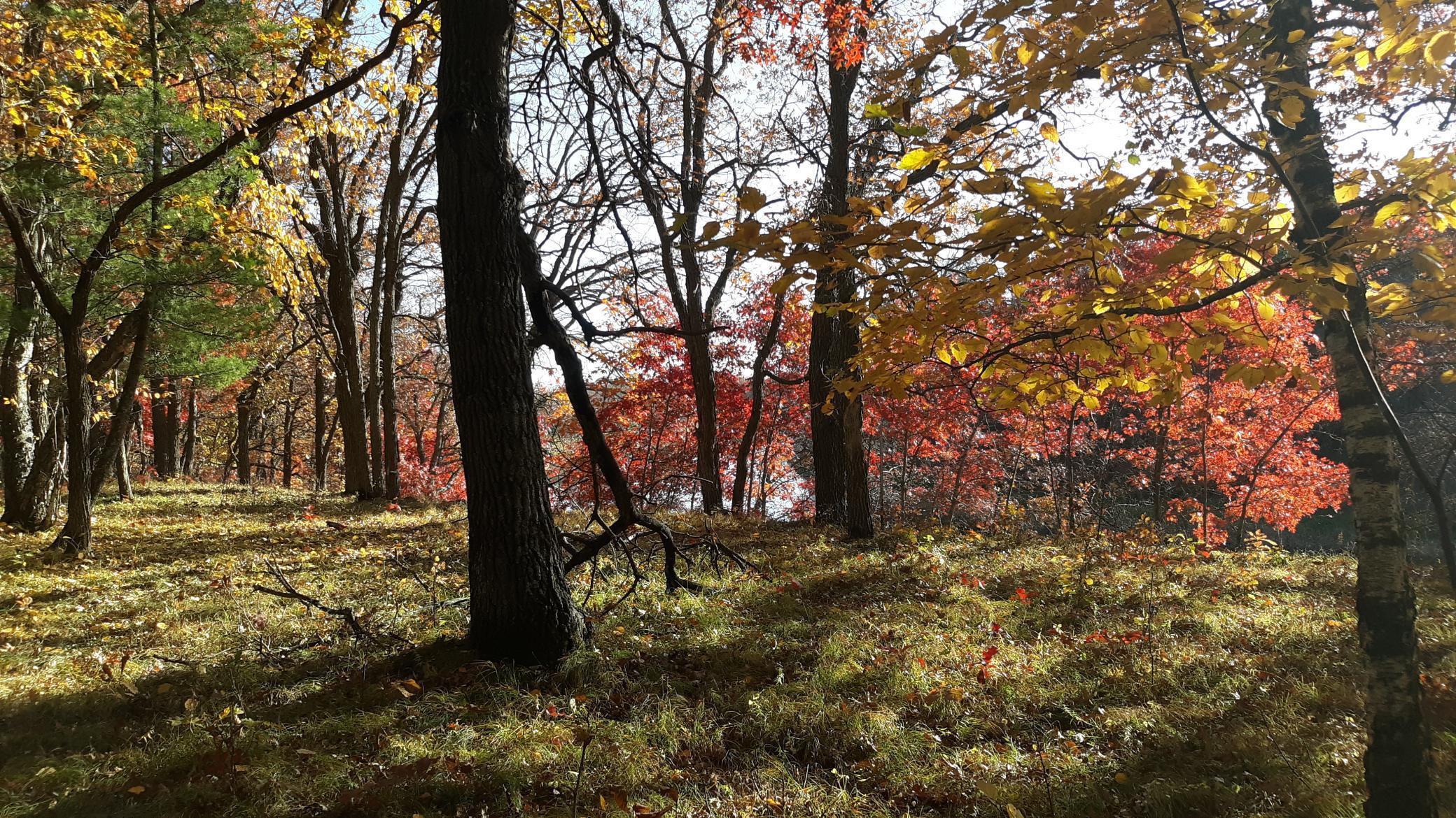 38869 Odin Court Browerville, MN 56438 - Photo 18 of 24