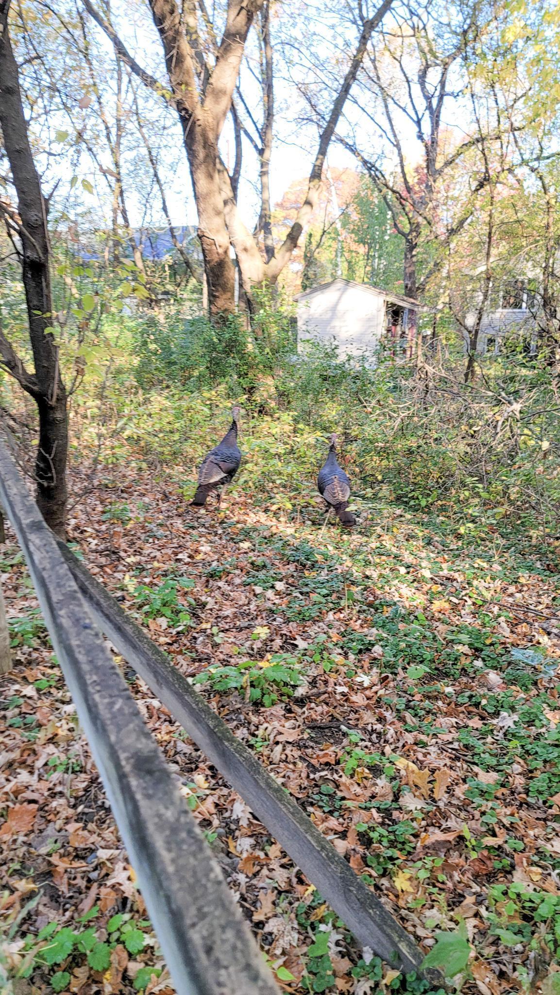 935 Lakewood Hills Road North Eagan, MN 55123 - Photo 101 of 112