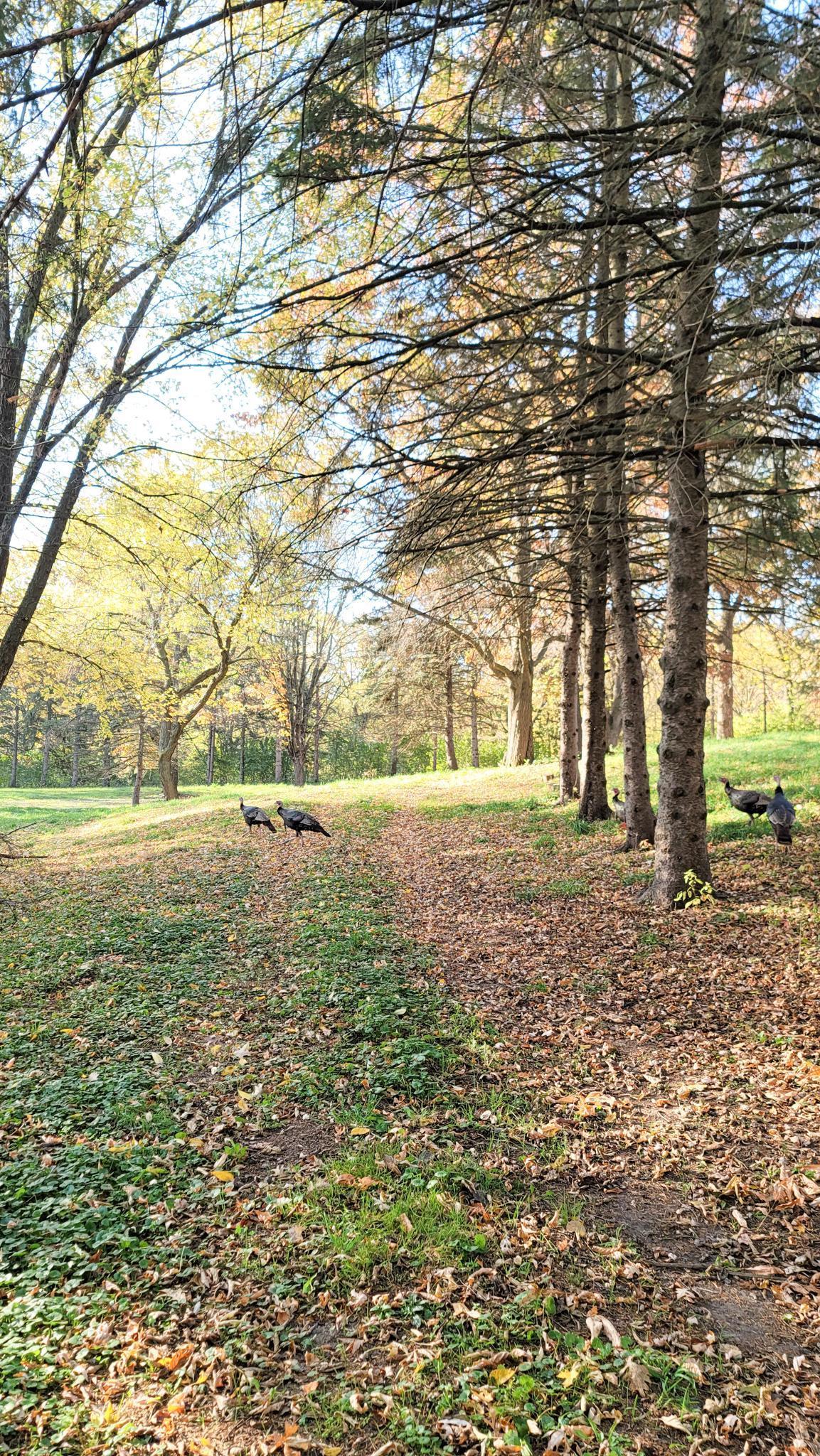 935 Lakewood Hills Road North Eagan, MN 55123 - Photo 109 of 112