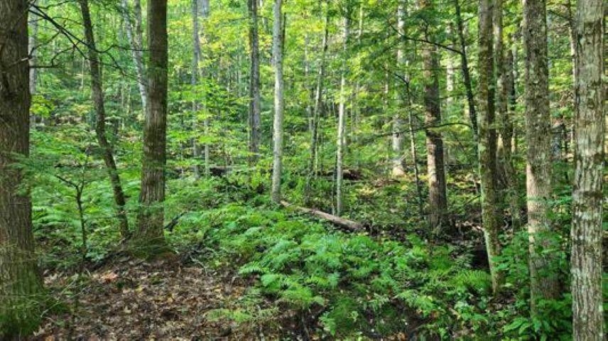 231 Valley Road New Durham, NH 03855 - Photo 6 of 10