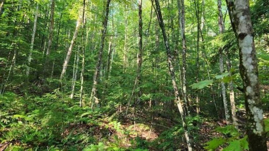 231 Valley Road New Durham, NH 03855 - Photo 7 of 10