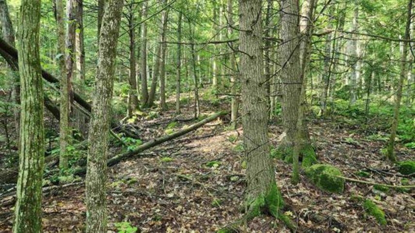 231 Valley Road New Durham, NH 03855 - Photo 8 of 10