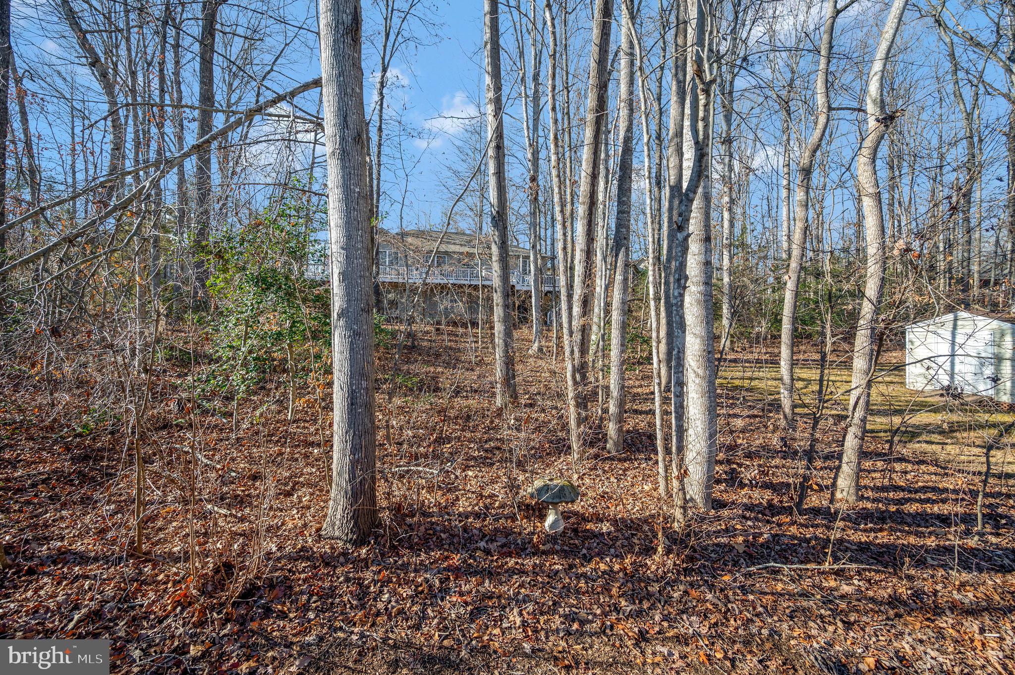 206 Battlefield Road Locust Grove, VA 22508 - Photo 32 of 45 Wooded backyard.