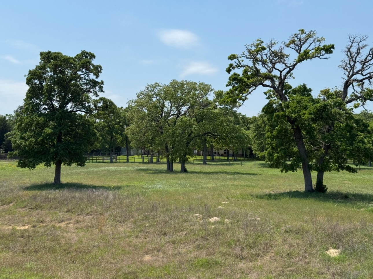 a view of grassy field with trees