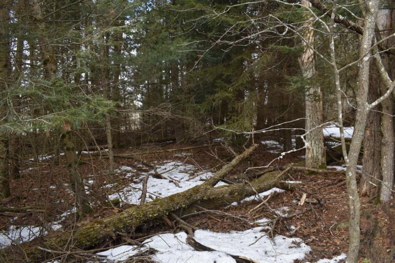 Nhn North Ridge Road Black River, MI 48721 - Photo 2 of 4 Gallery Image 2