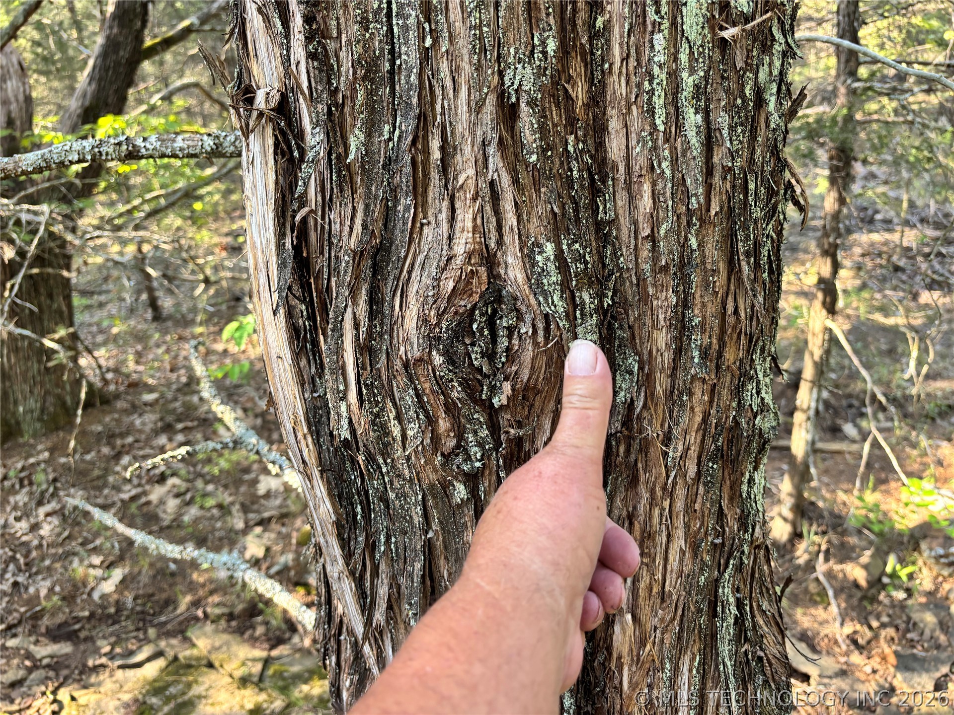 100752 4497th Road Gore, OK 74435 - Photo 9 of 10 huge cedar trees to build cabin with