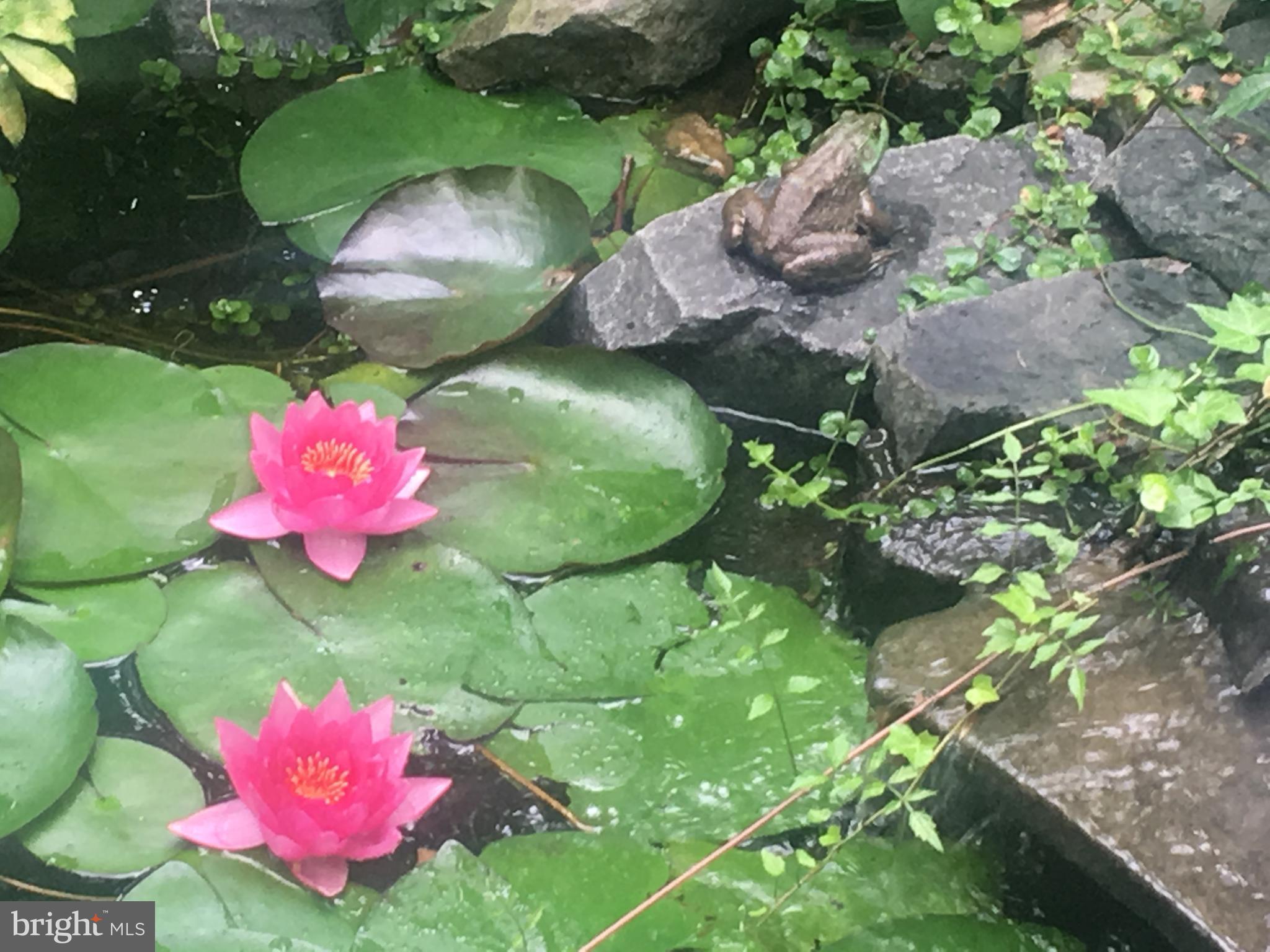 6307 Fort Hunt Road Alexandria, VA 22307 - Photo 58 of 58 Koi pond