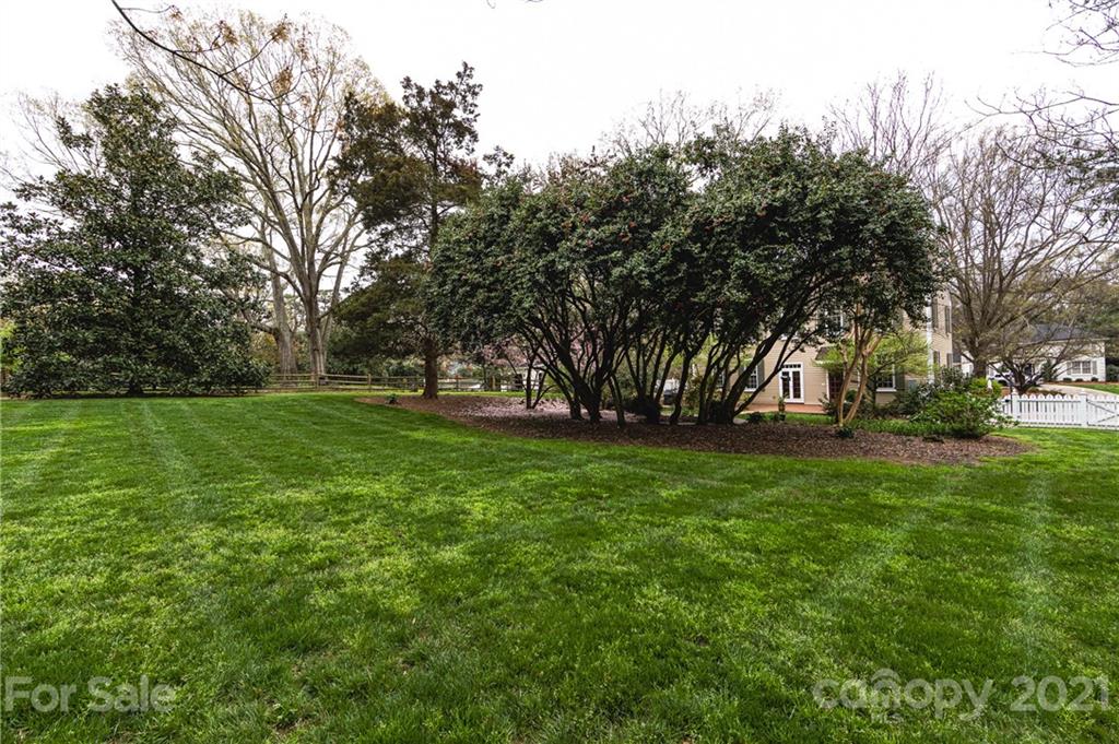 3229 Colony Road Charlotte, NC 28211 - Photo 37 of 44 a view of yard with trees