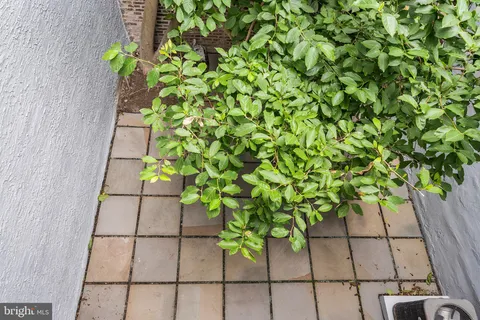 a plant with a plant