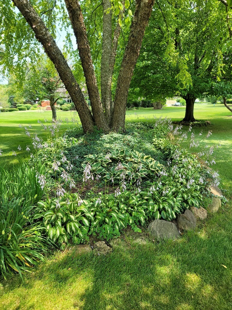1716 Walnut Court Spring Grove, IL 60081 - Photo 50 of 55 a view of yard with large trees