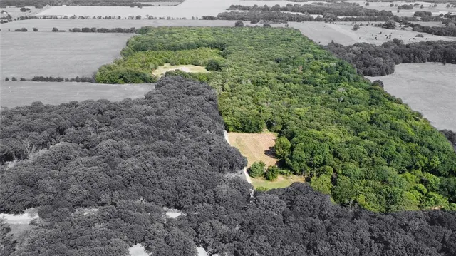 a view of a bunch of trees and bushes
