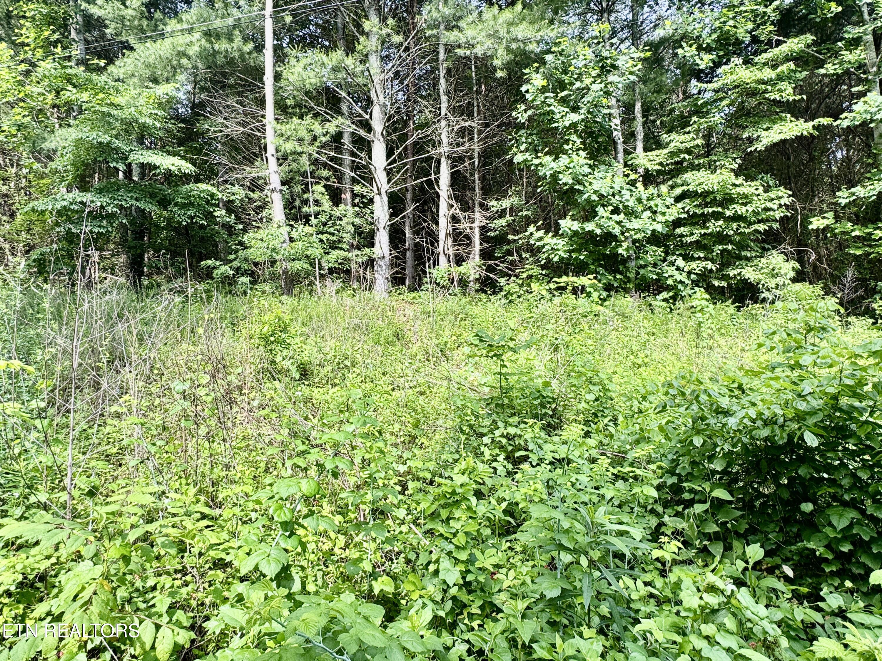 529 Peanut Road Parrottsville, TN 37843 - Photo 17 of 54 1-17