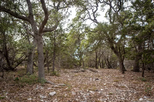 a view of a forest with trees in the background