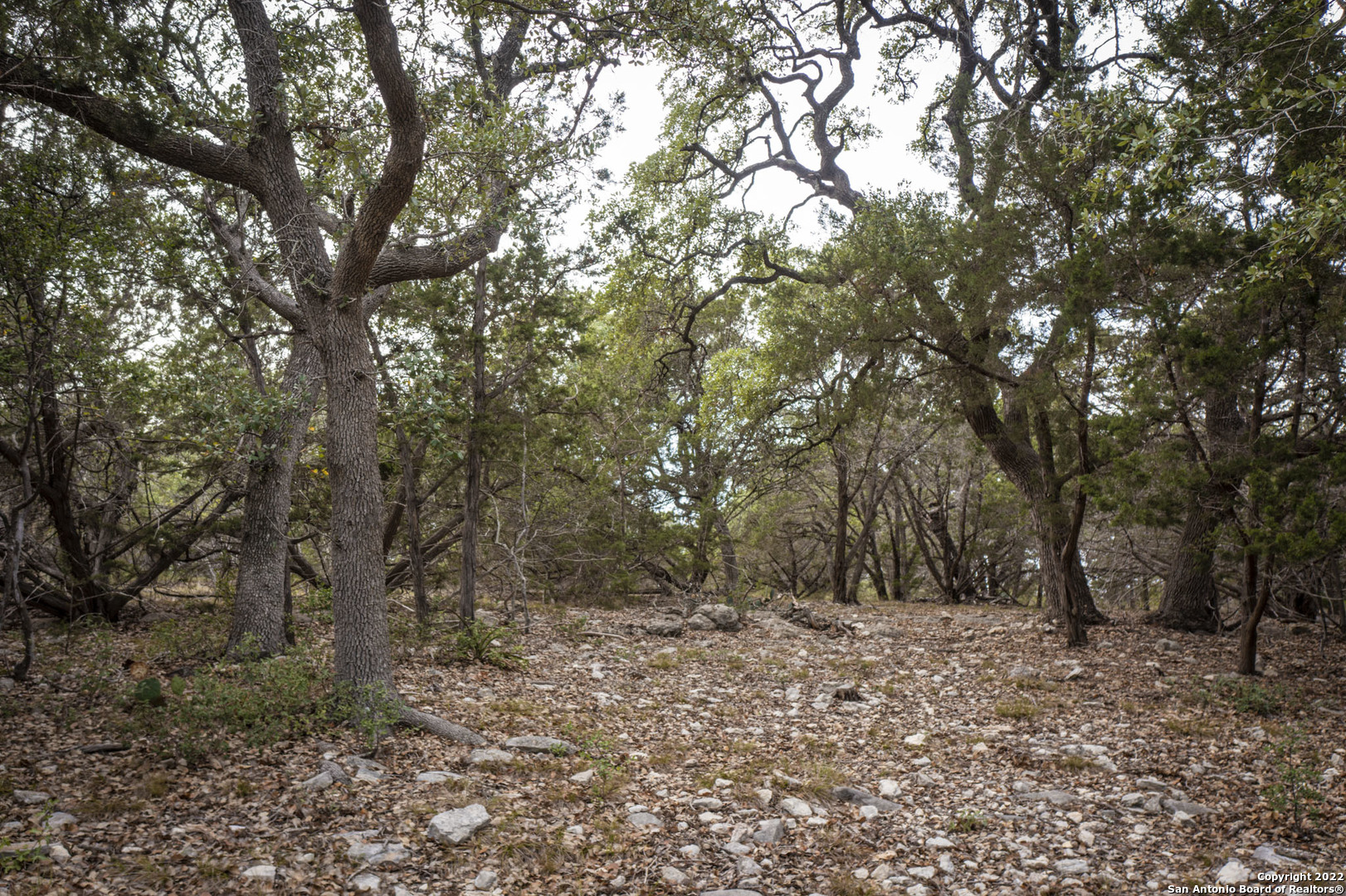 288 Kellog Fischer, TX 78623 - Photo 9 of 10 a view of a forest with trees in the background