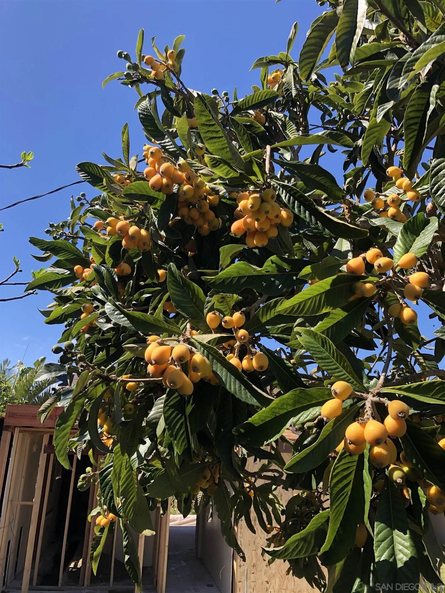 1710 Legaye Drive Cardiff, CA 92007 - Photo 42 of 43 a picture of tree