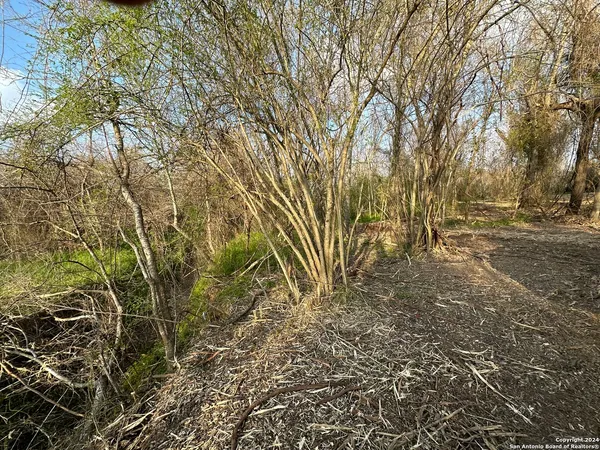 a view of a yard with plants and trees