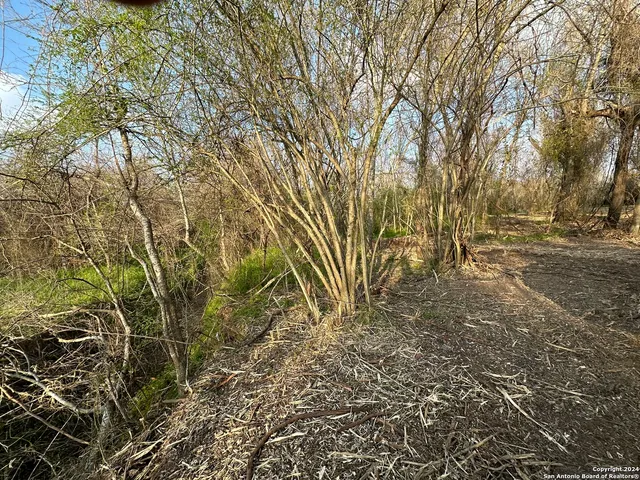 a view of a yard with plants and trees