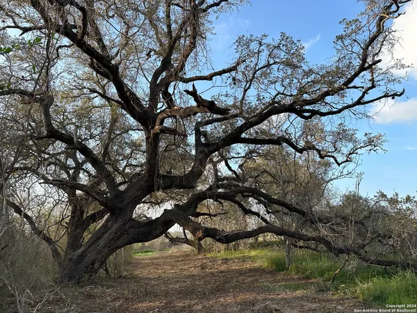 a view of a tree