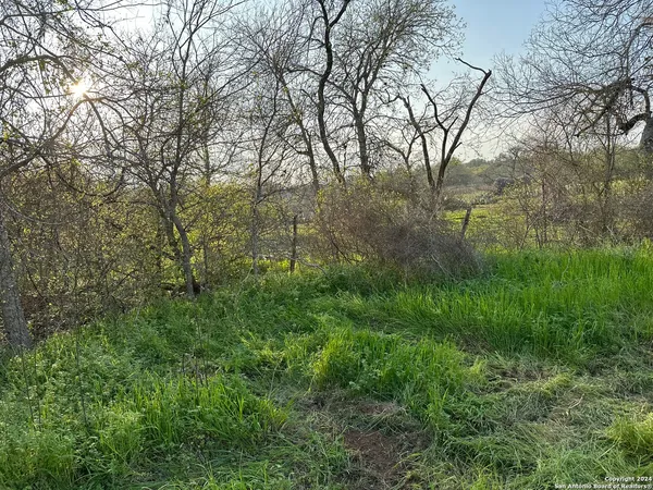 a view of a lush green forest