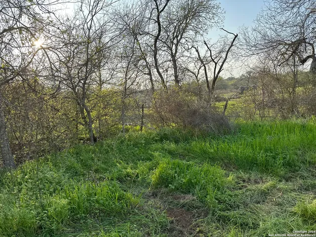 a view of a lush green forest