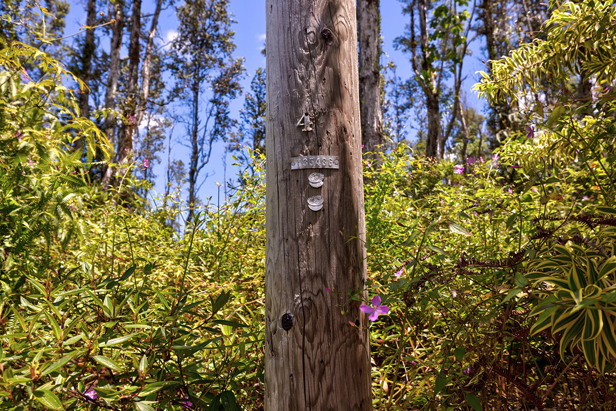 73 Nanawale Farms Road Pahoa, HI 96778 - Photo 3 of 15 a picture of a tree