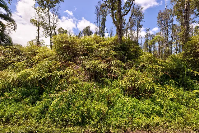 a view of a bunch of trees