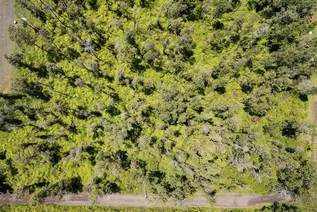 a view of a big yard with plants and wooden floor