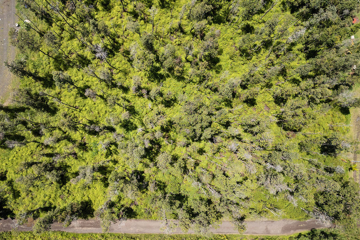 73 Nanawale Farms Road Pahoa, HI 96778 - Photo 10 of 15 a view of a field