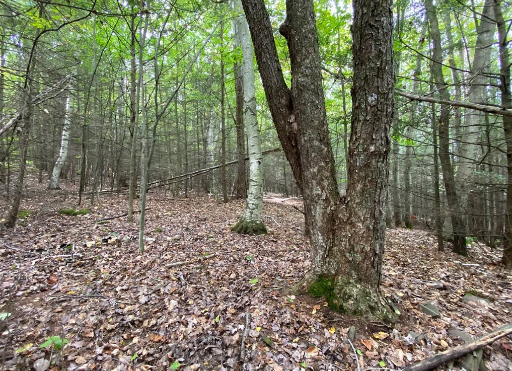 Tinkertown Road Addison, NY 14801 - Photo 23 of 50