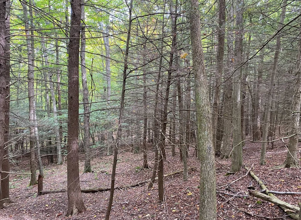 Tinkertown Road Addison, NY 14801 - Photo 25 of 50
