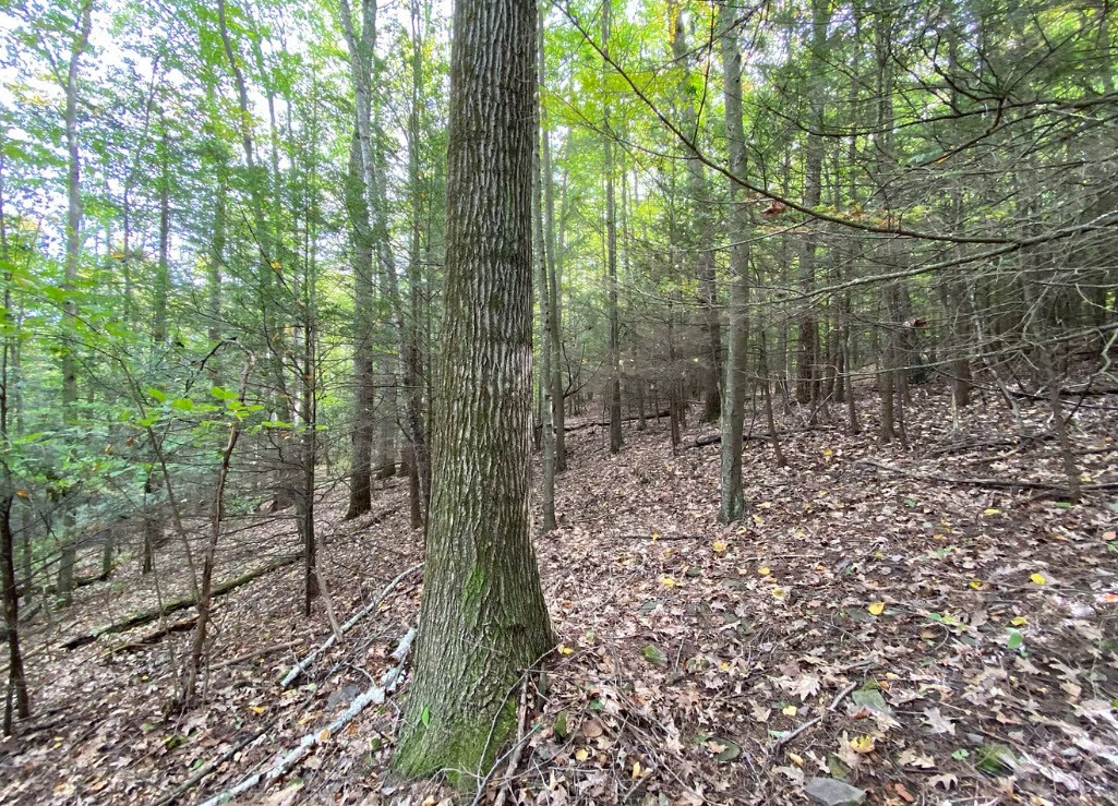Tinkertown Road Addison, NY 14801 - Photo 26 of 50
