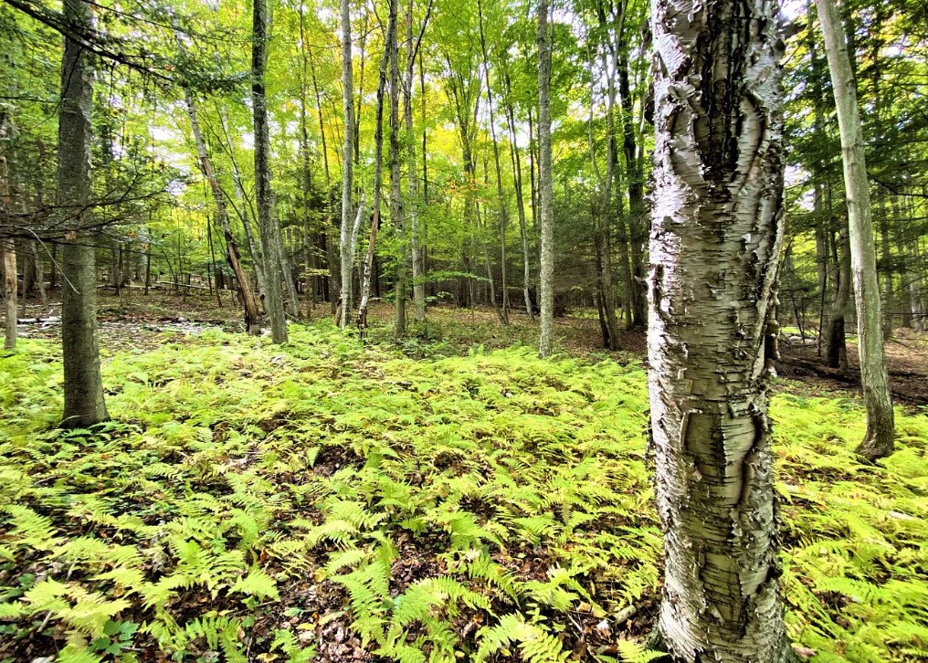 Tinkertown Road Addison, NY 14801 - Photo 3 of 50