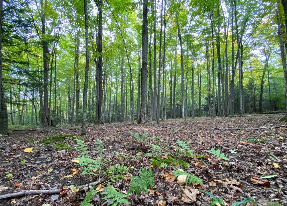 Tinkertown Road Addison, NY 14801 - Photo 35 of 50