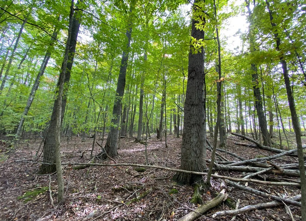 Tinkertown Road Addison, NY 14801 - Photo 38 of 50