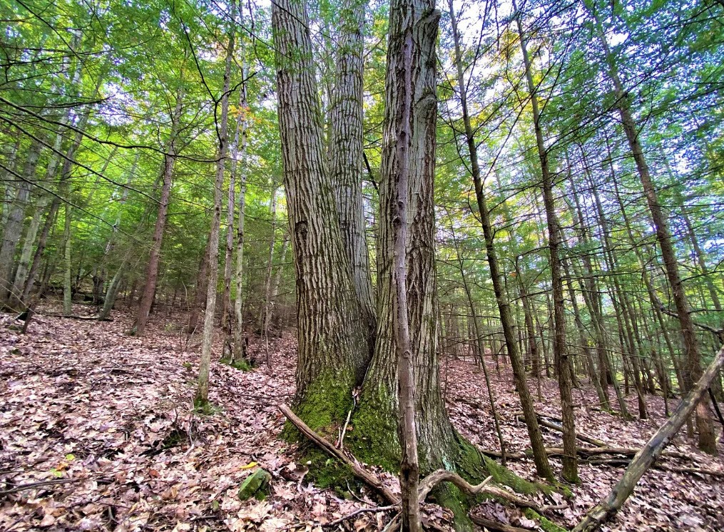 Tinkertown Road Addison, NY 14801 - Photo 4 of 50