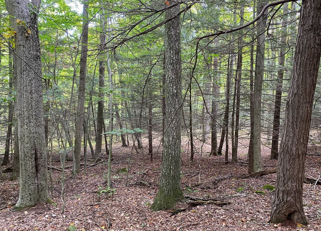 Tinkertown Road Addison, NY 14801 - Photo 41 of 50