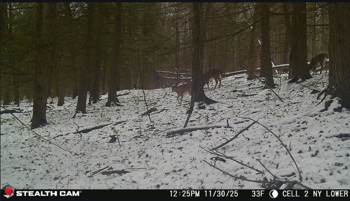 Tinkertown Road Addison, NY 14801 - Photo 49 of 50