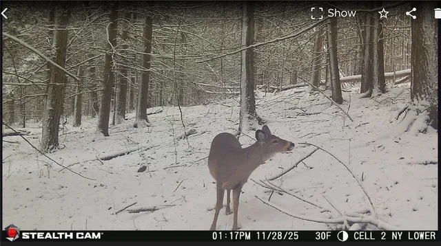 $50,000 | Tinkertown Road, Addison, NY 14801