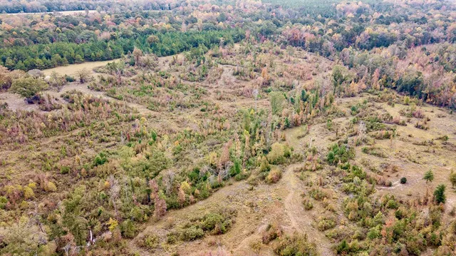 a view of a dry yard with lots of trees