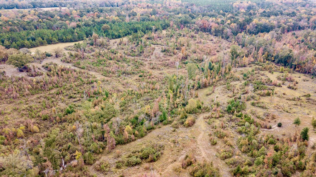 0 Battle Road Hurtsboro, AL 36860 - Photo 11 of 15 a view of a dry yard with lots of trees
