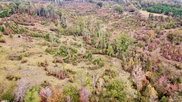 an aerial view of forest