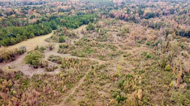 a view of a dry yard with lots of trees