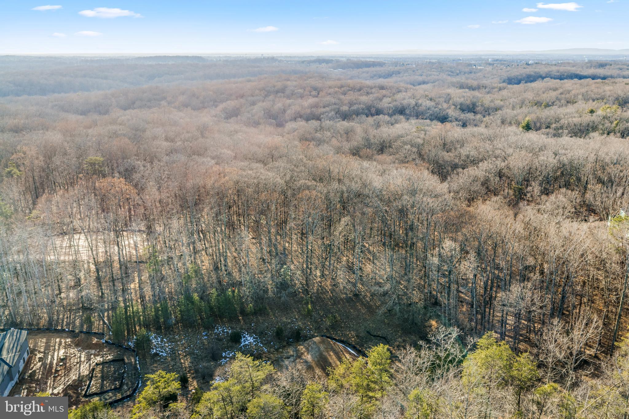 a view of a yard with plants and large trees
