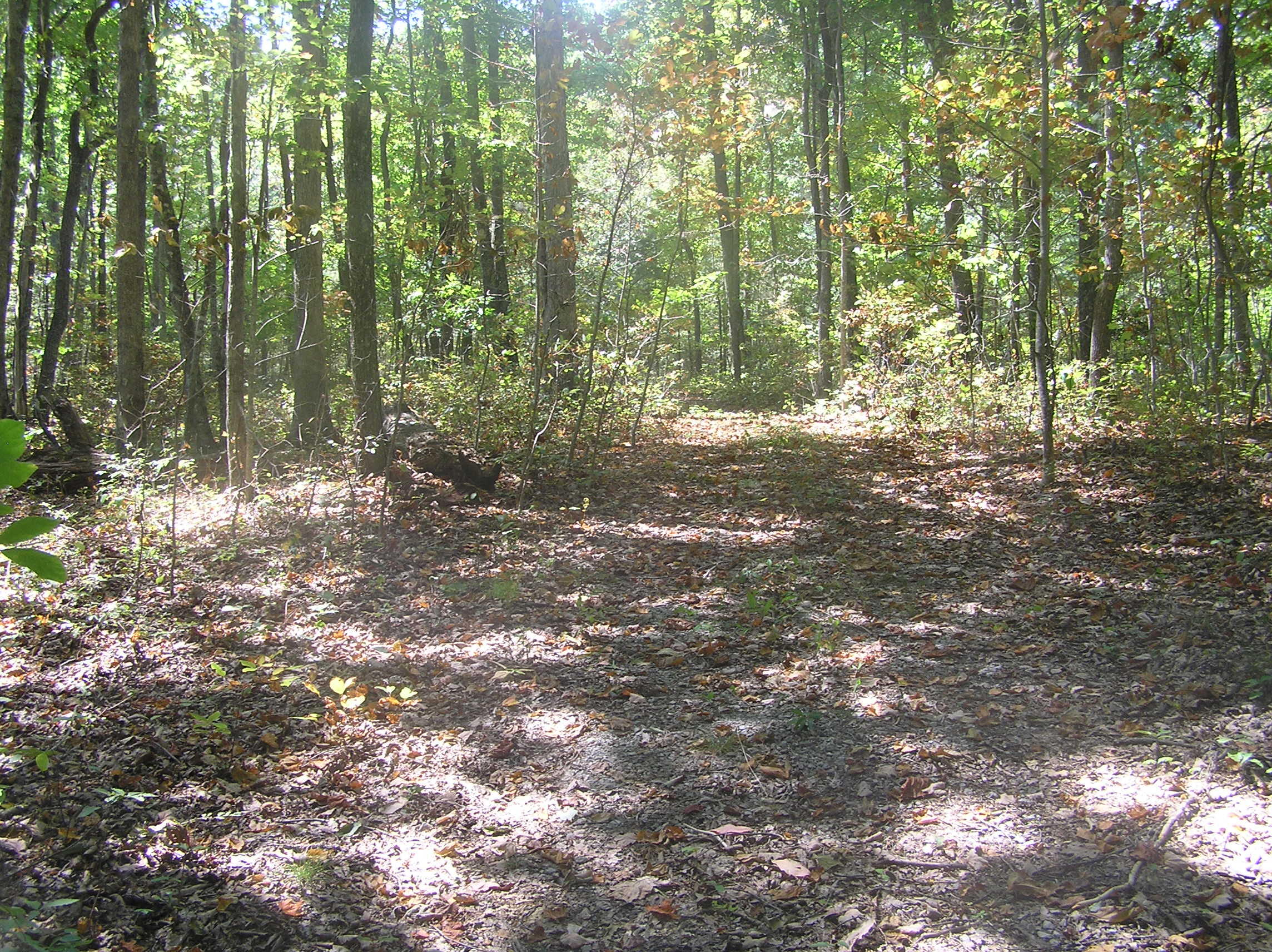545 Wilderness Way Dunlap, TN 37327 - Photo 12 of 37 wild 009