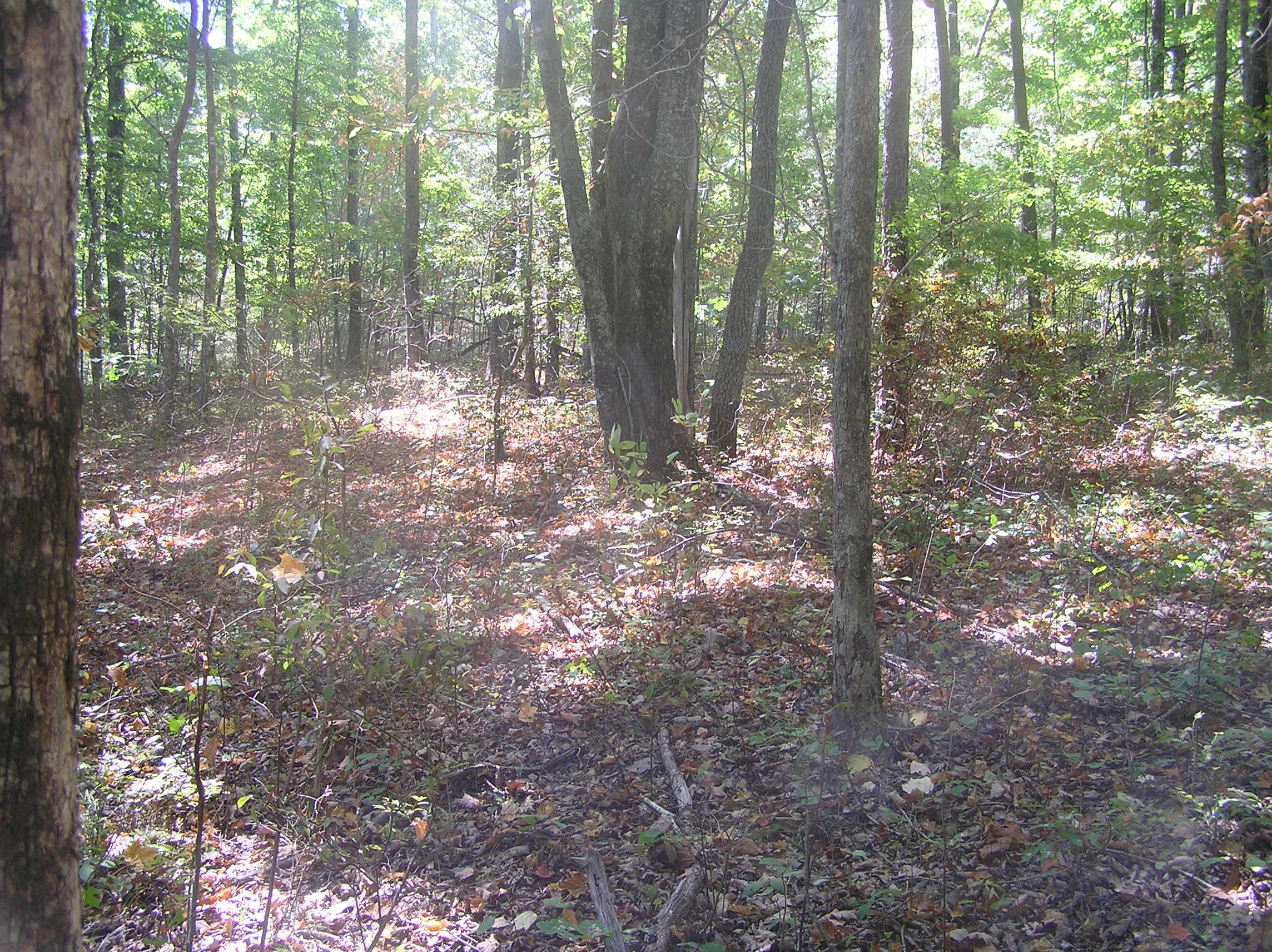 545 Wilderness Way Dunlap, TN 37327 - Photo 13 of 37 wild 011