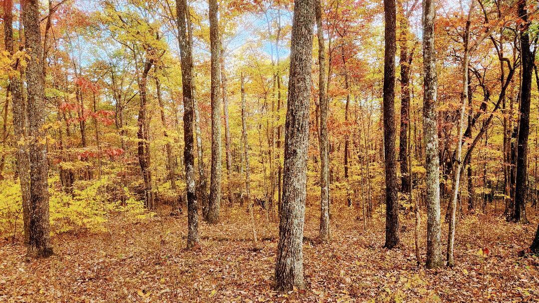 545 Wilderness Way Dunlap, TN 37327 - Photo 21 of 37 thumbnail (2)