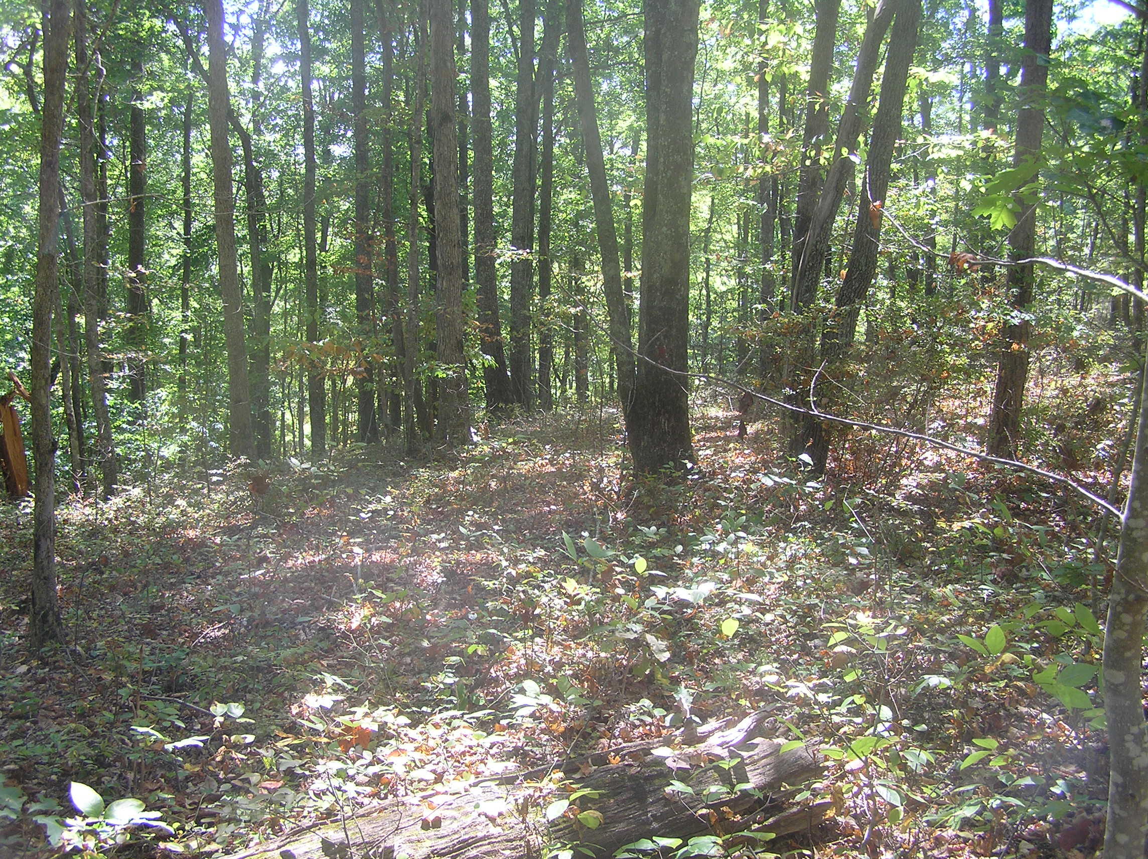 545 Wilderness Way Dunlap, TN 37327 - Photo 23 of 37 wild 004
